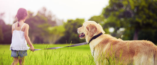 The Joys and Health Benefits of Walking with Your Pet