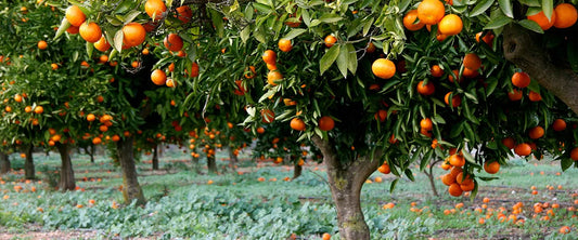 A burst of orange is a burst of health